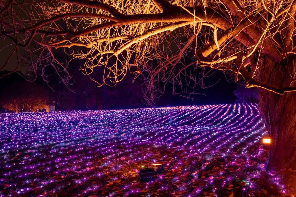 Christmas Garden Berlin 2019 | Field of Lights ©Christmas Garden/Michael Clemens